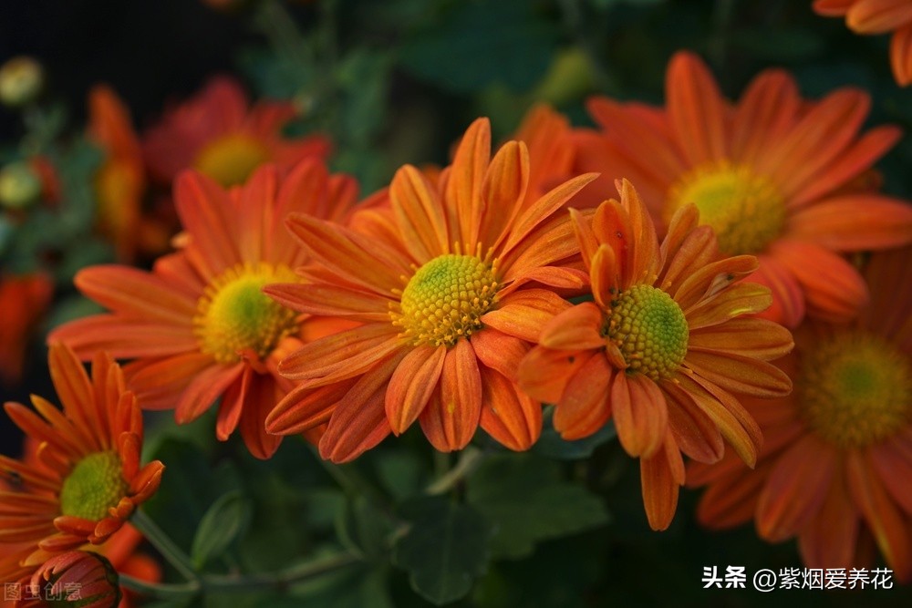 一丛黄菊花图片欣赏,五颜六色姹紫嫣红的鲜花