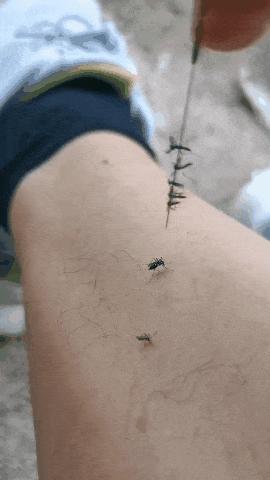 广东人的灭蚊术,阎王见了也发怵