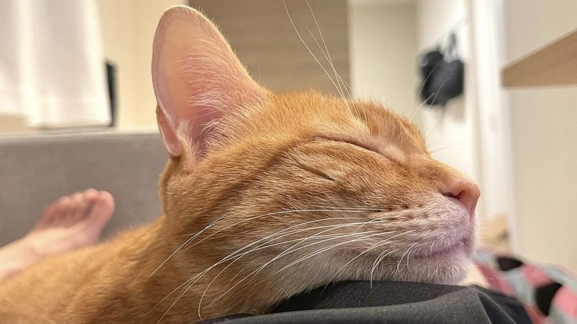 猫咪爱流眼泪是感动吗？可能是病了！猫咪常流泪该怎么护理？