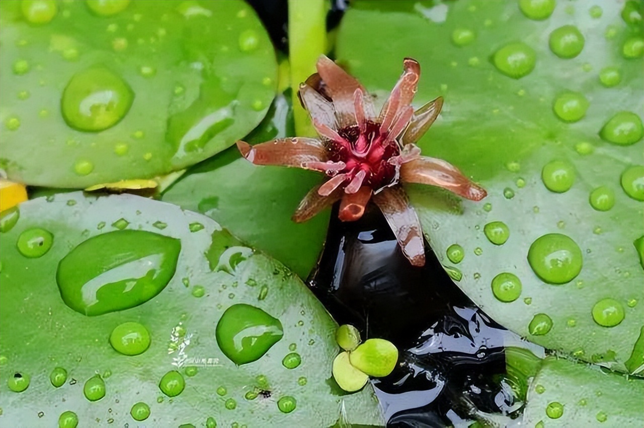 莼菜诗句,莼鲈诗词