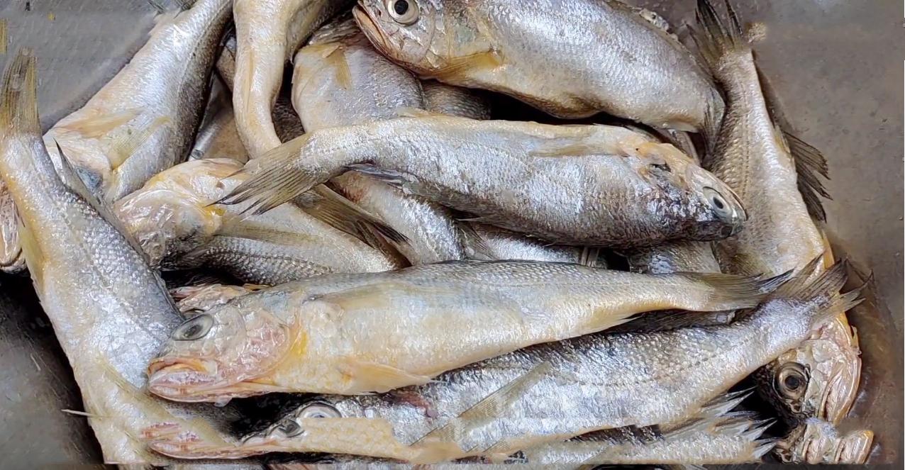 春季养生宜选择的几种野生海鱼,什么海鱼最好养又营养