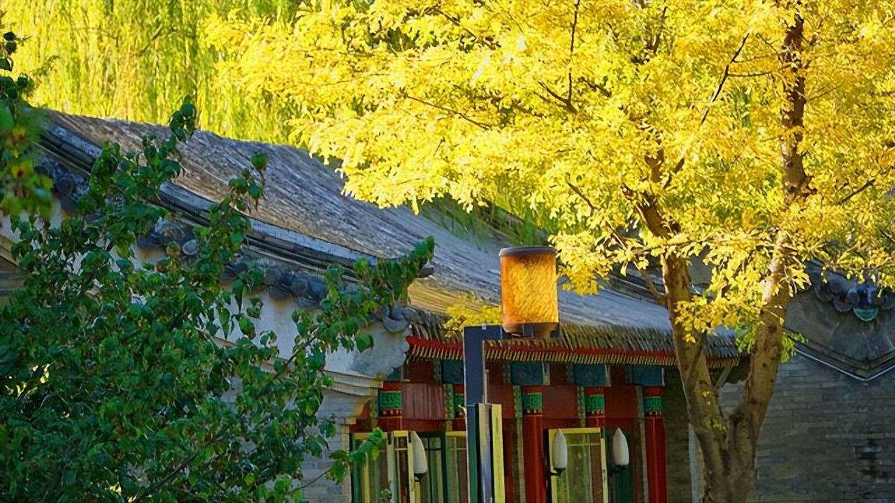 女排朱婷的纹身,乔婷最漂亮纹身