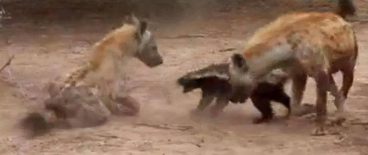 非洲“平头哥”蜜獾有多强?我来告诉你