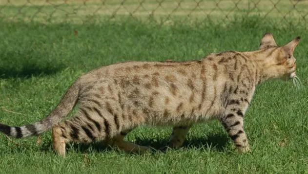 世界上最贵的猫咪,十种世界上最昂贵的猫咪