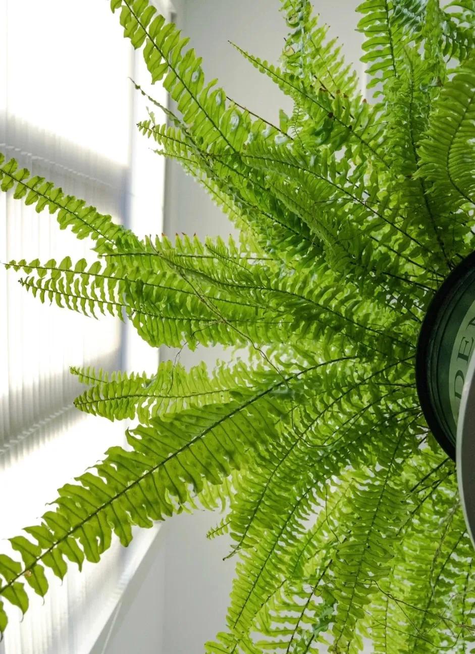 3种花是甲醛克星,室内吸甲醛最好的10种花