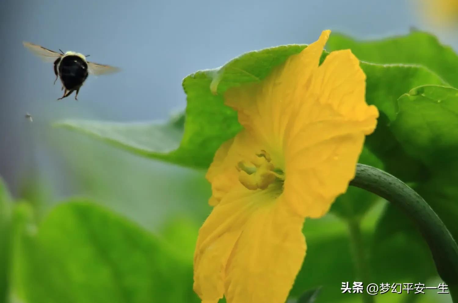 我的师父完整版相声,我的老师傅作文高中