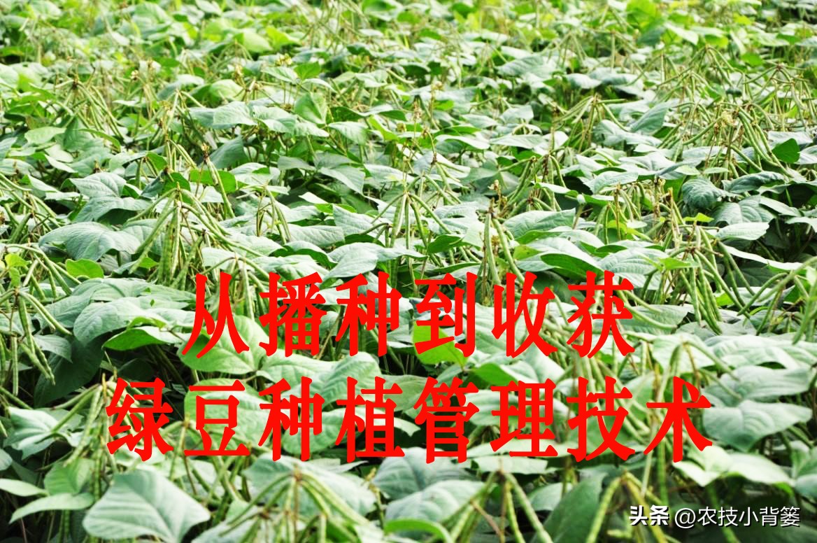 绿豆种植方法及种植时间,绿豆怎么种植和生长过程