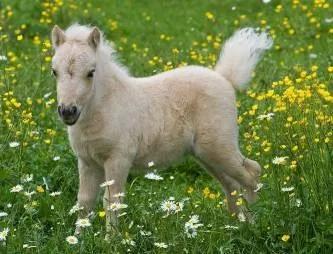 动物千姿百态,动物园的动物千姿百态