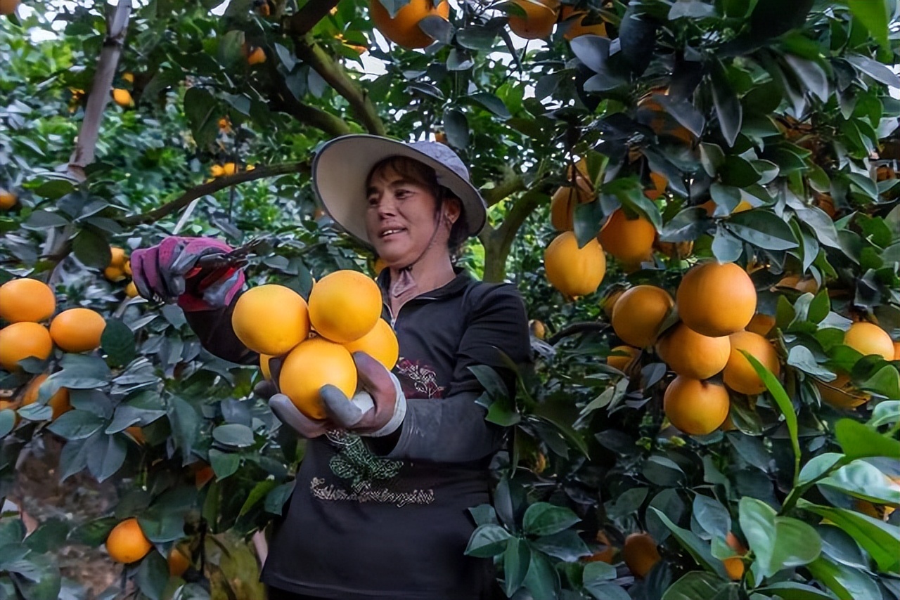 广东柑橘销售渠道,柑橘销售省份市场