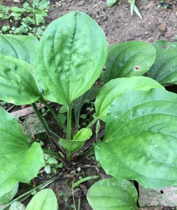 这些野菜你们都认识哪几种,看看这些野菜你真的认识吗