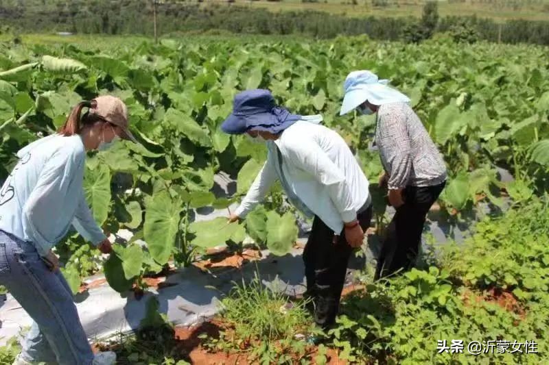 “沂”起学理论·创业创新巾帼行罗庄、沂水、费县、兰陵开展“乡村振兴巾帼行动”沂蒙行志愿服务直通车活动