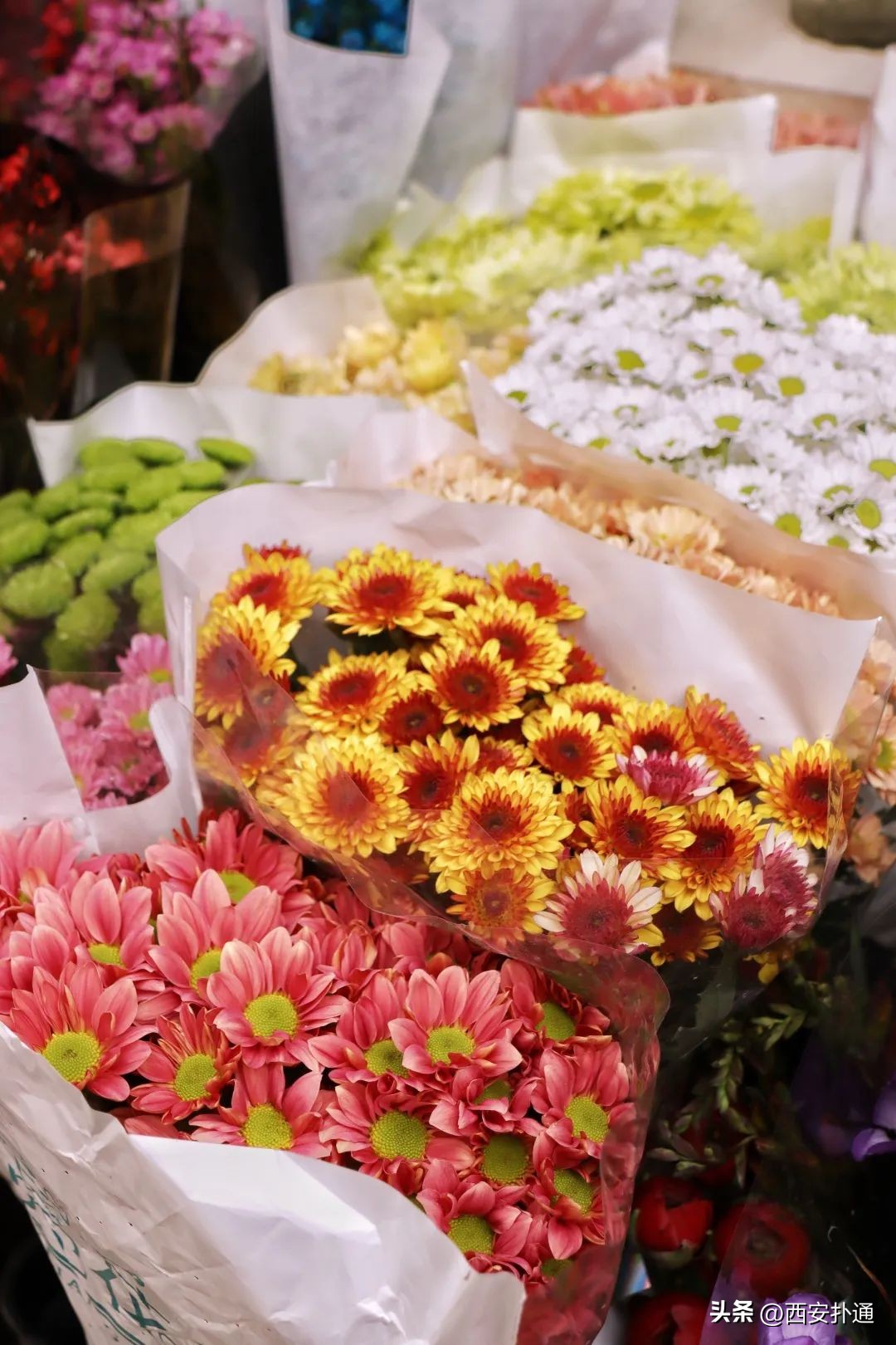 西安情人节去哪比较好,西安买花攻略