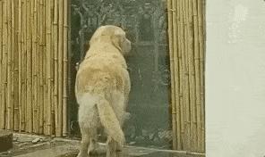 隔壁邻居偷了我家的狗,隔壁邻居偷我家狗