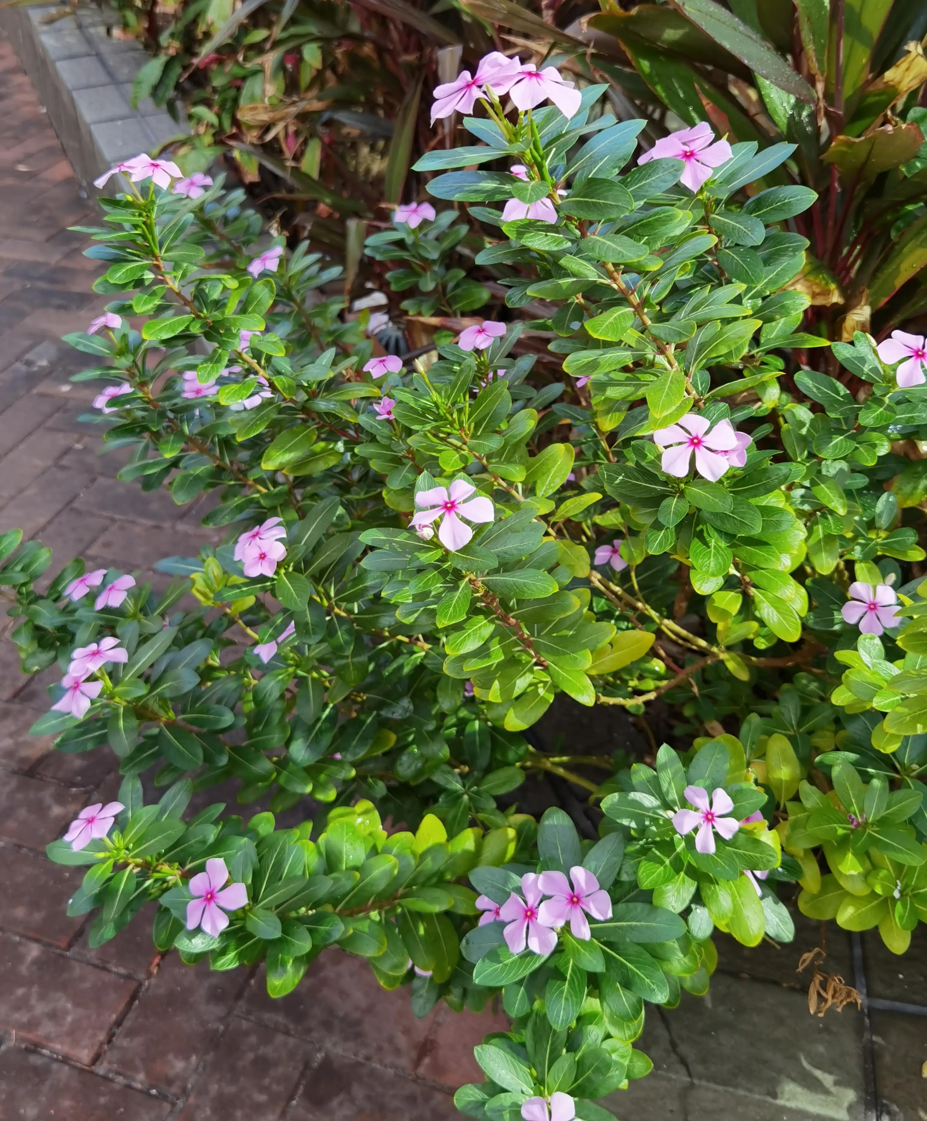 香港的城市空间布局,香港的城市屋