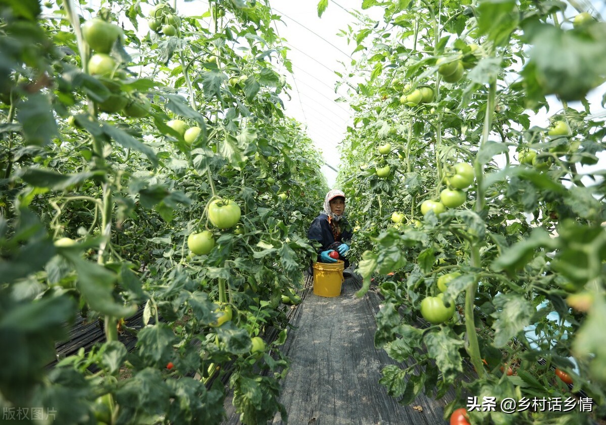 西红柿卷叶怎么治视频,西红柿卷叶一招解决