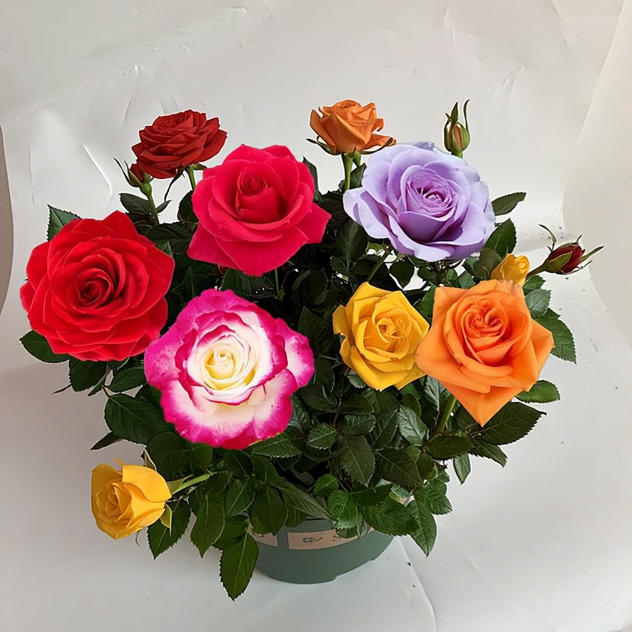 多色玫瑰混搭图片,多色玫瑰品种大全介绍