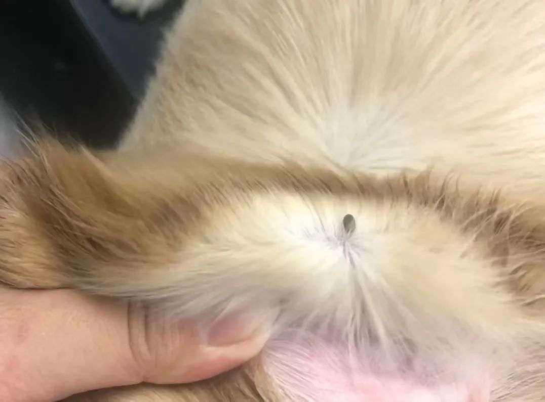 狗狗的常见病和处理方法,狗狗常见病用药配方