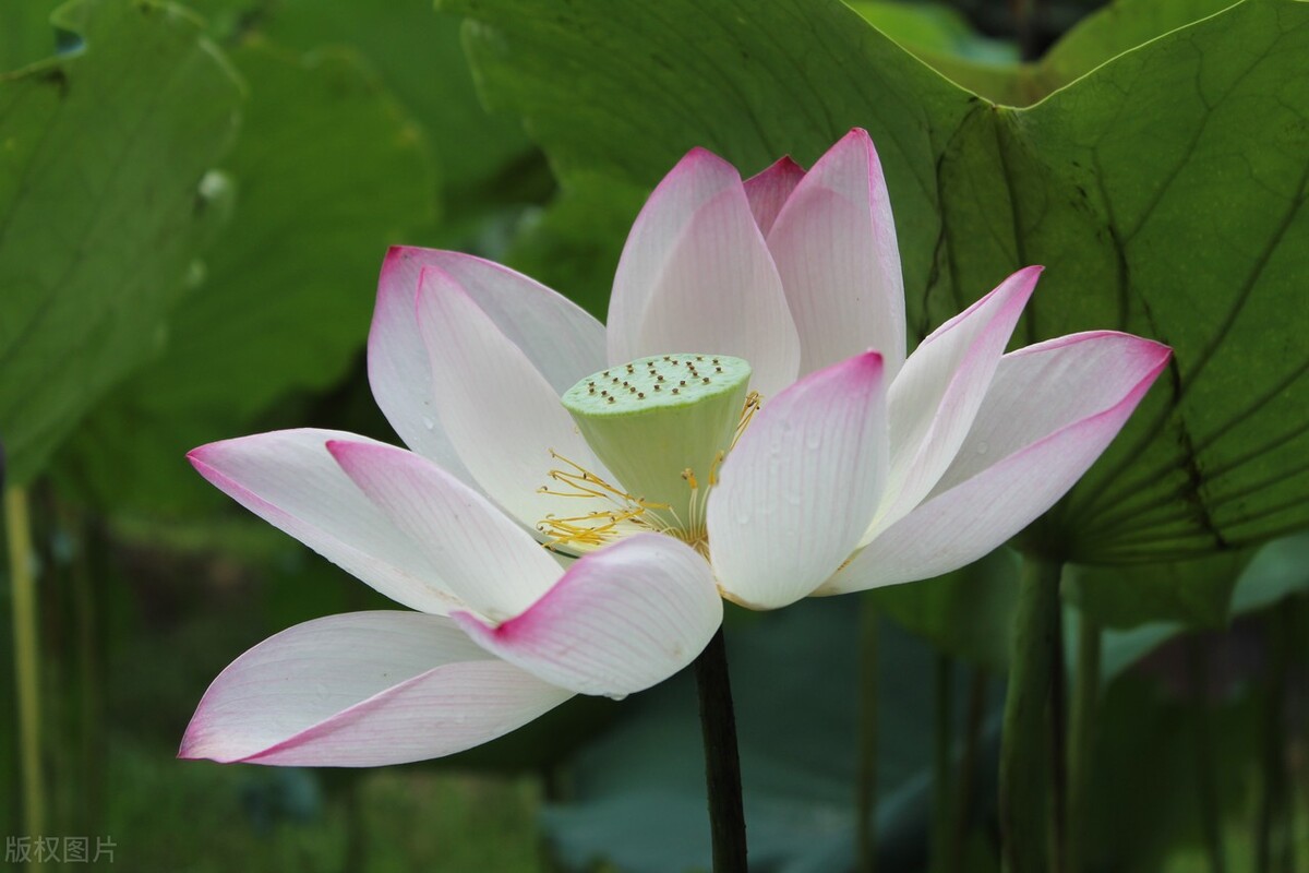 滕王阁序中的贪泉是哪里,滕王阁序中的典故和寓意