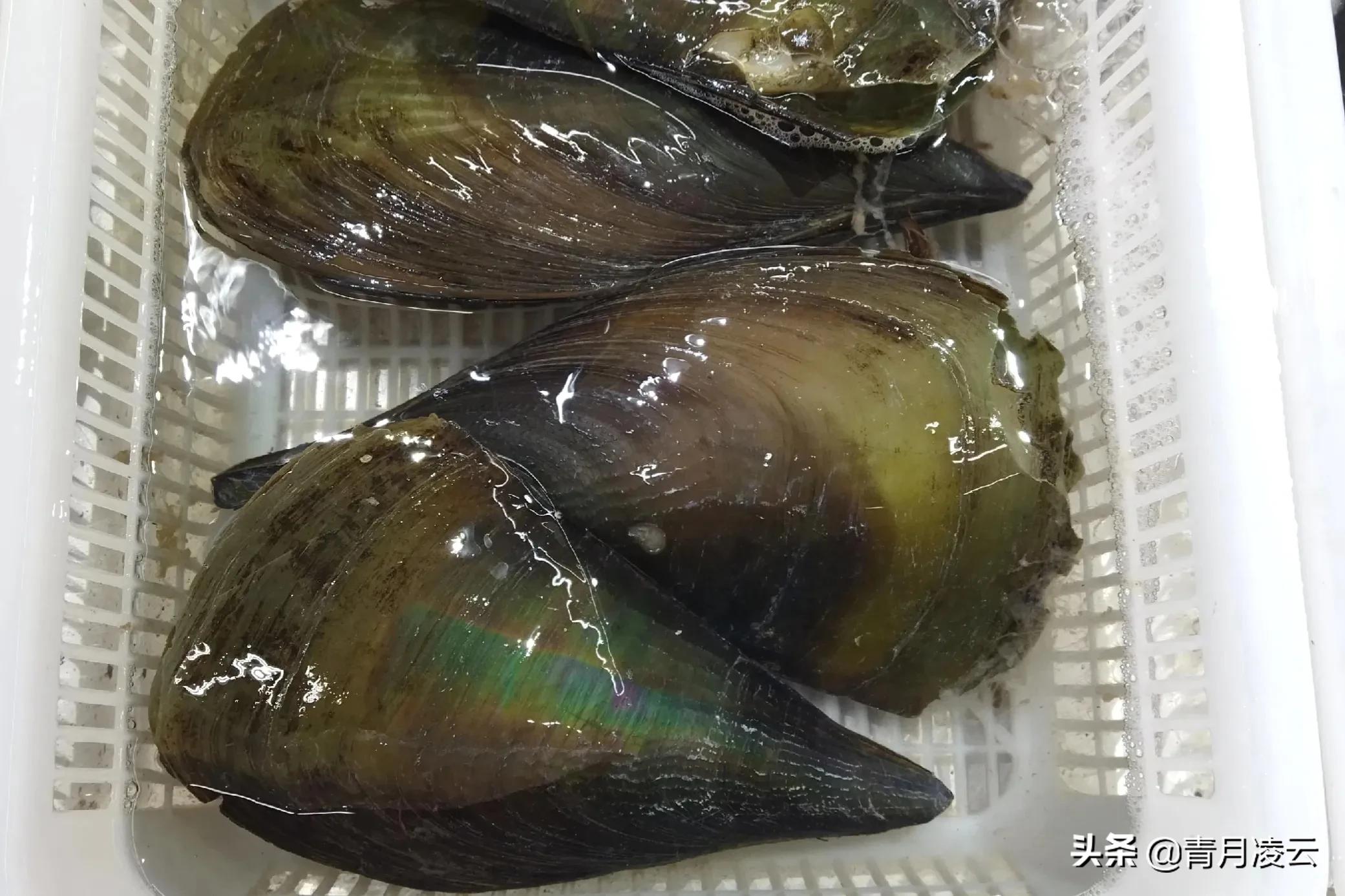 海鲜市场常见海产品图鉴,海鲜市场常见海产品图鉴表图例