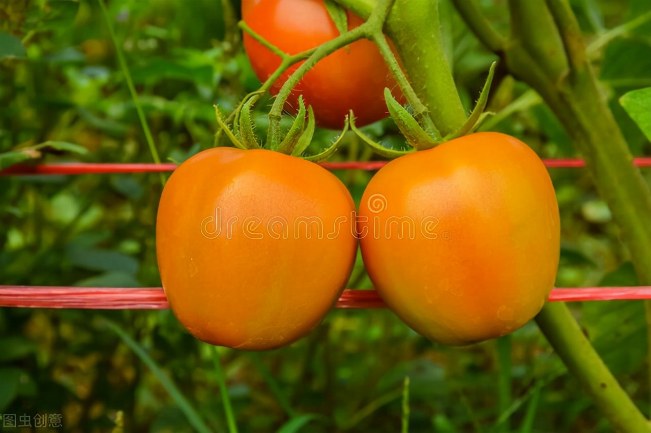 痛风关节炎吃什么蔬菜和水果最好,痛风吃什么水果蔬菜好降尿酸快呢