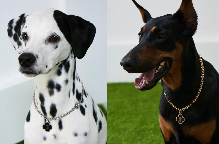 宠物潮流项链,时尚个性潮流狗项链