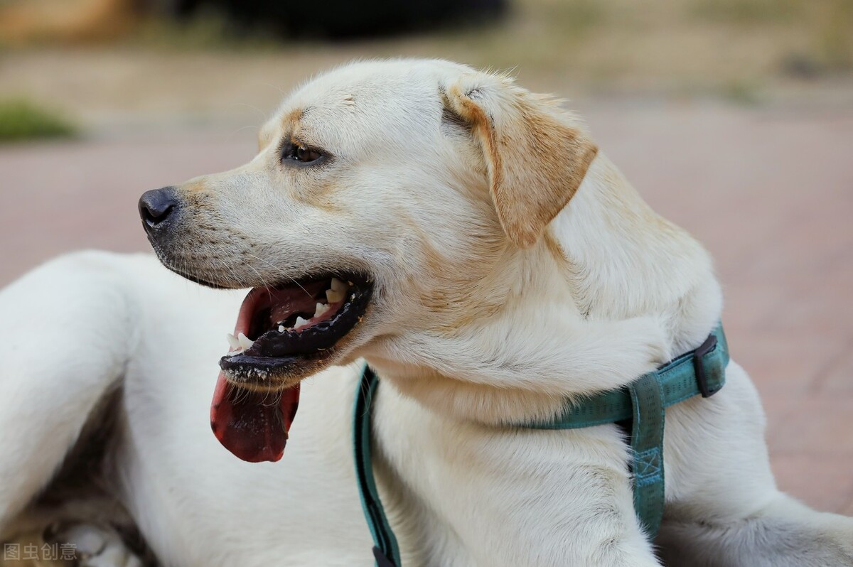 宠物托运美国需要准备哪些 (国外宠物托运回国怎么办理流程)