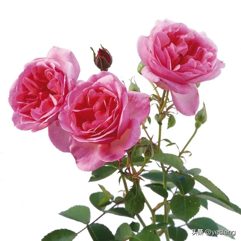 奥斯汀月季经典品种海德庄园,耐晒耐热的奥斯汀月季