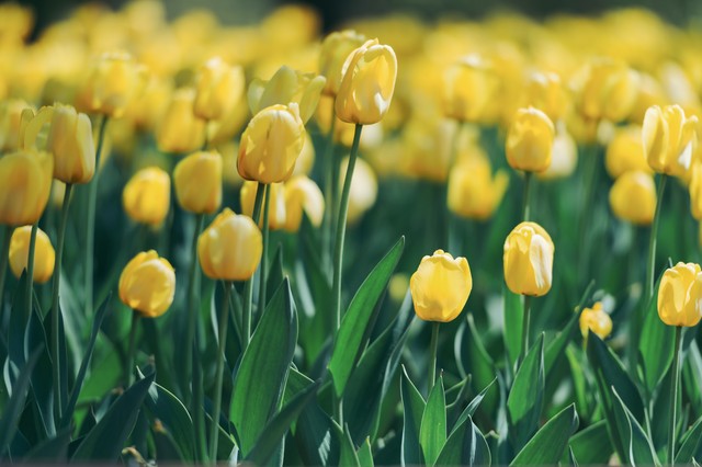 郁金香高级文案短句干净治愈小众,郁金香花语文案短句干净治愈