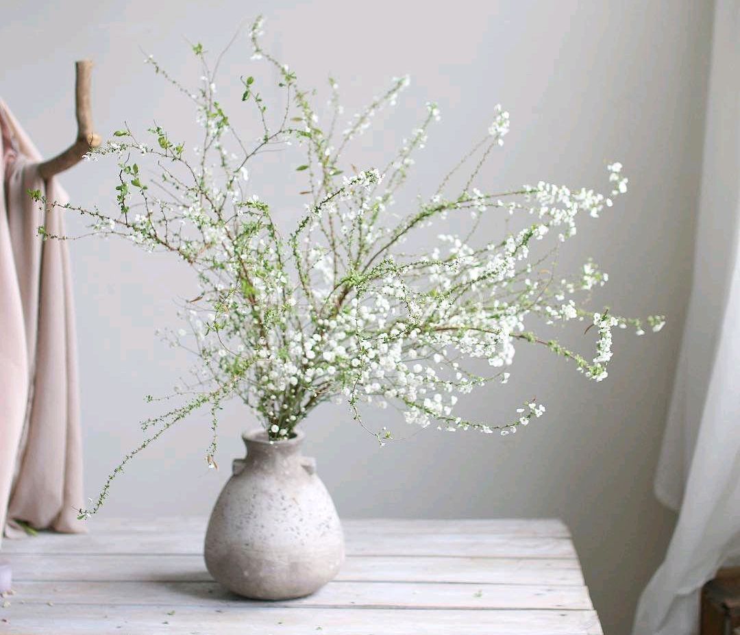 6种年宵花现在买最省钱,年宵花怎么养才旺财