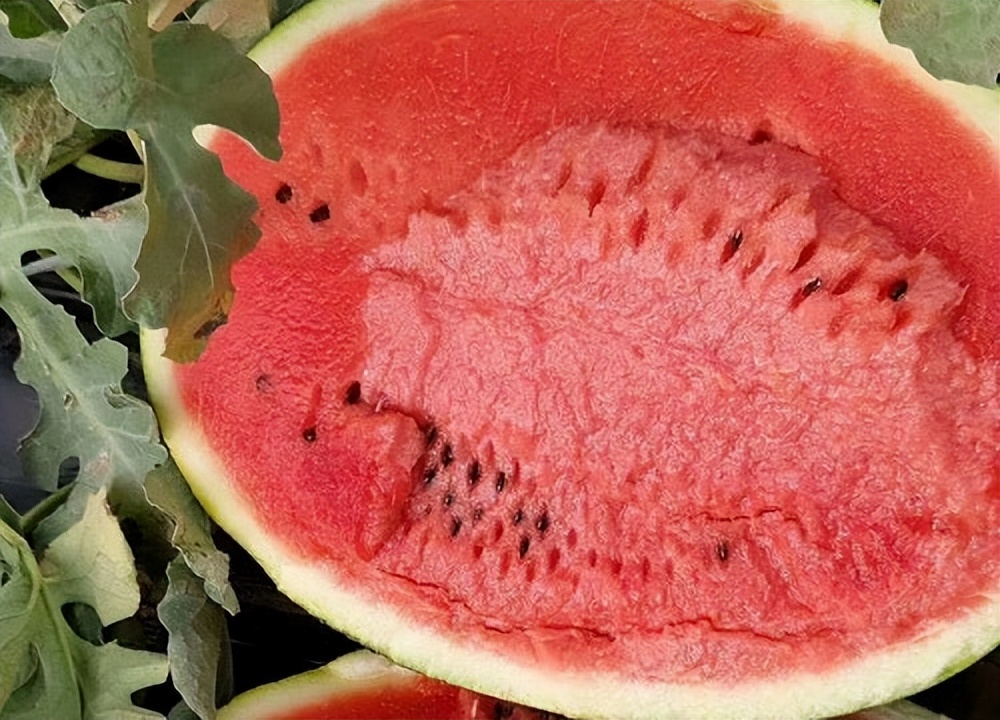 今年夏天最好吃的西瓜,10种最好吃的西瓜
