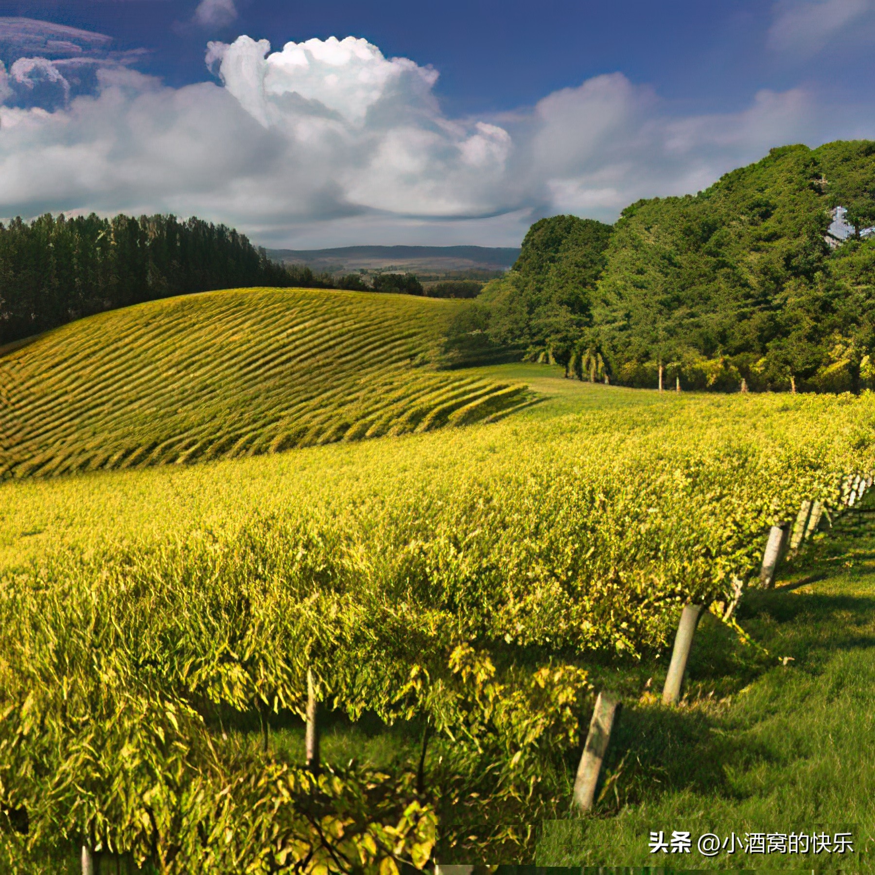 澳洲葡萄酒产区babarosa,澳大利亚葡萄酒产区详细讲解