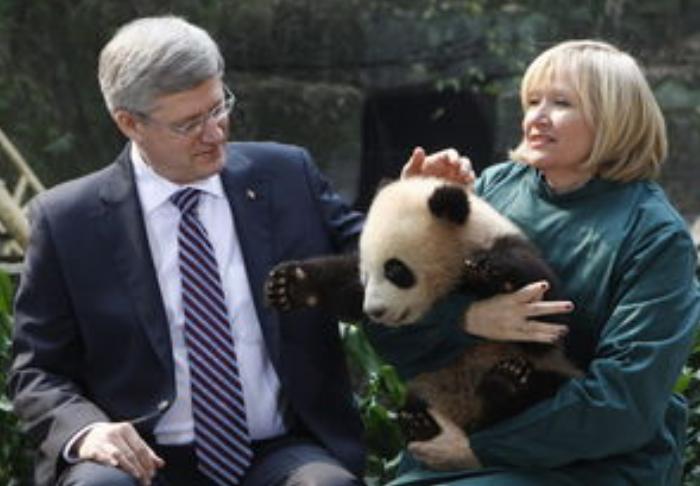 印度屡次向中国求借大熊猫遭拒，卡塔尔却一次成功？背后有何原因