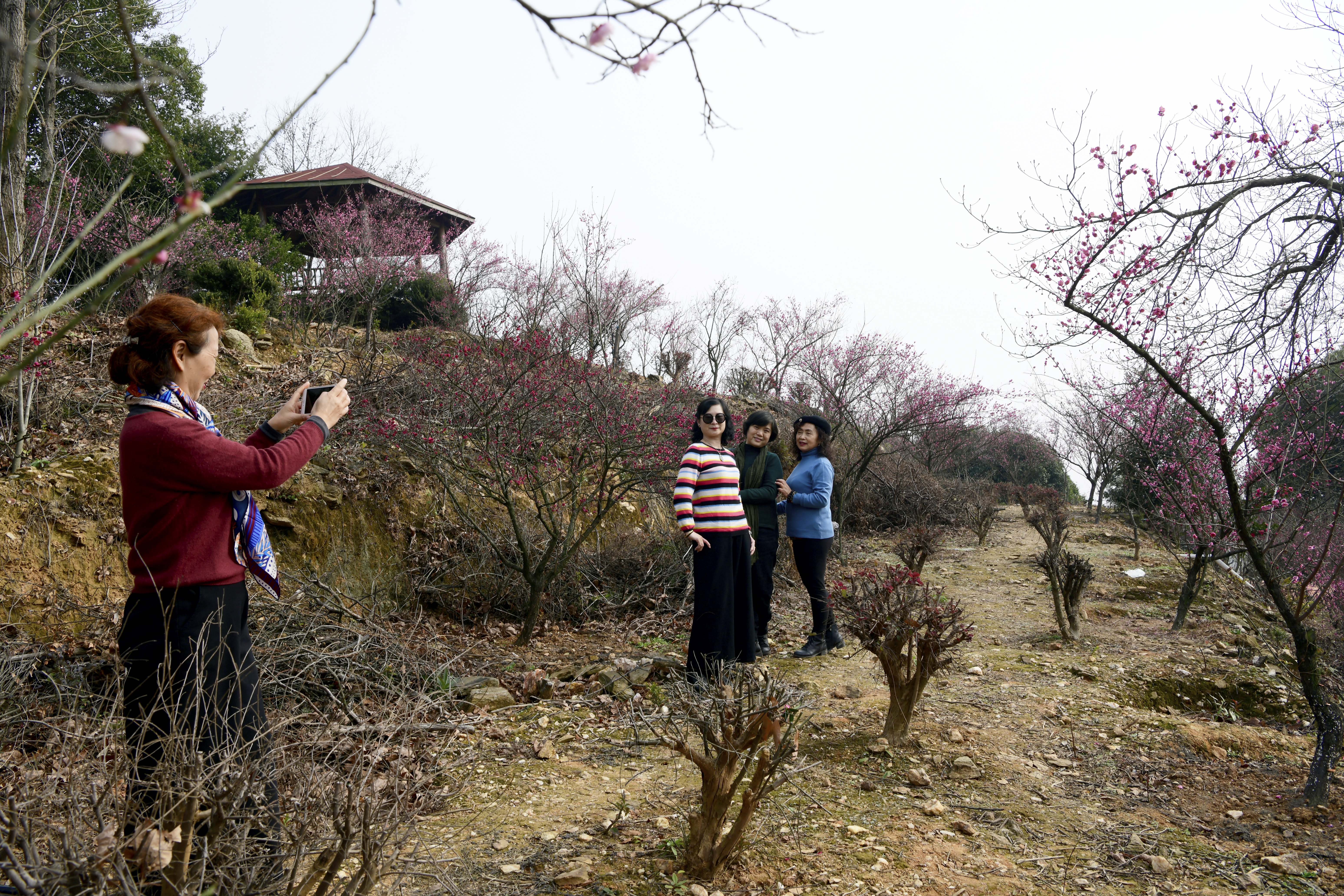 南昌中盛山庄杜鹃花最佳观赏期,南昌中盛山庄门票