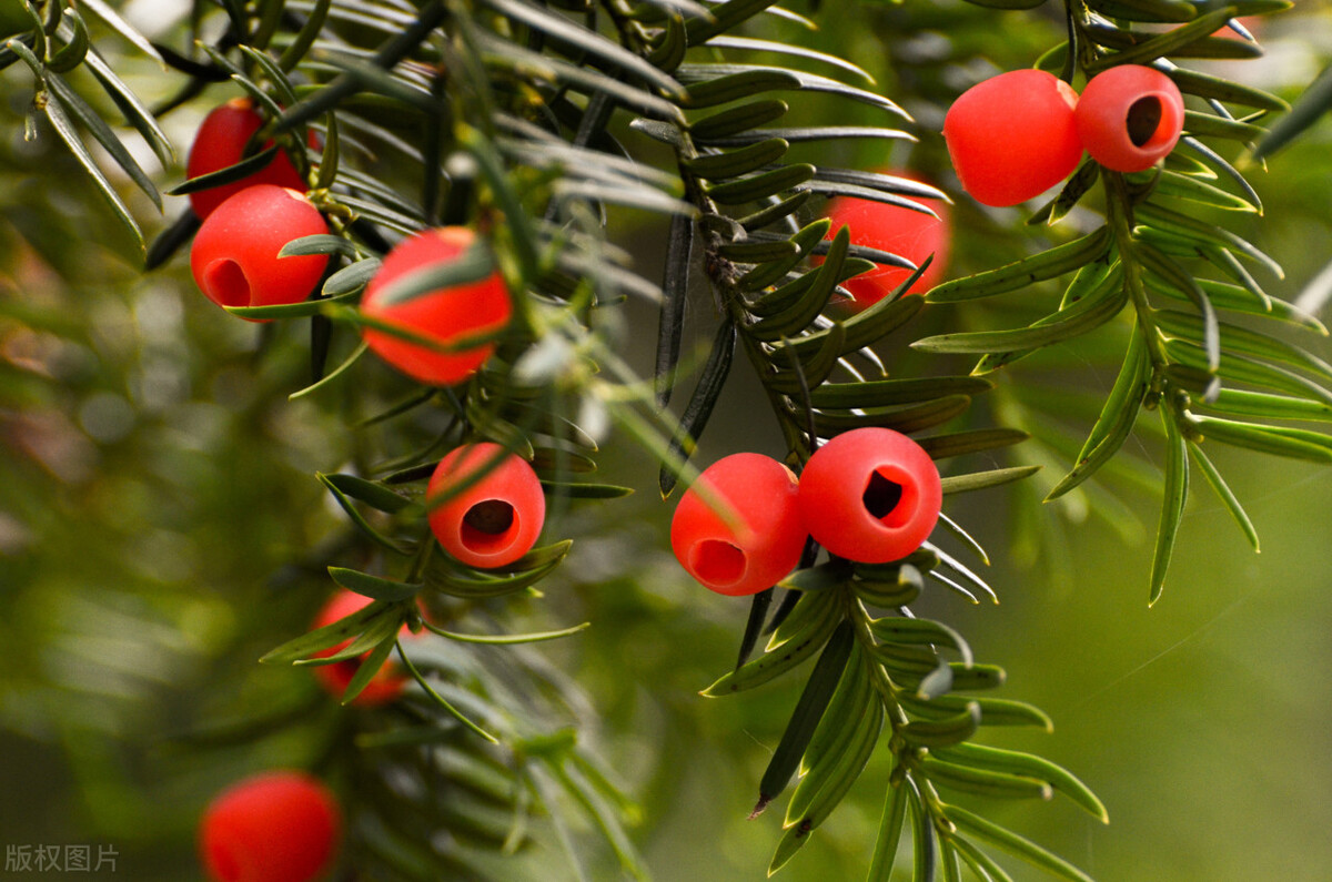 俗语宅子出现三喜家中能人辈出,俗话说门前有三树家兴人也旺