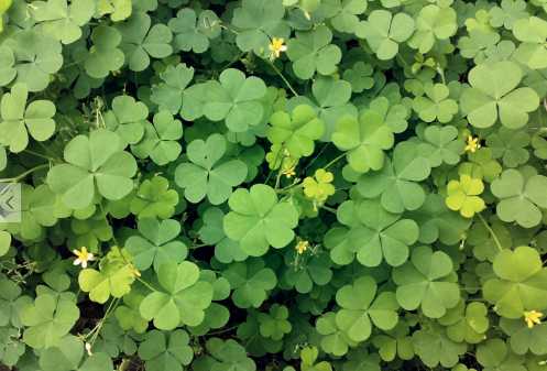 花园要打理得好先除杂草,春天草坪长杂草这样做除草更简单