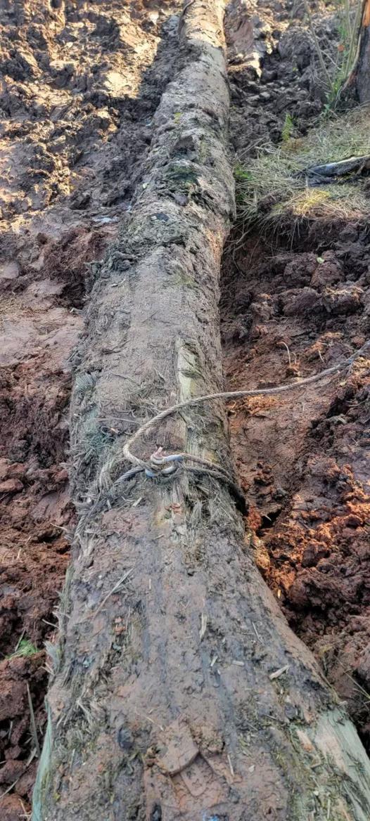 南充阆中挖乌木,南充挖乌木