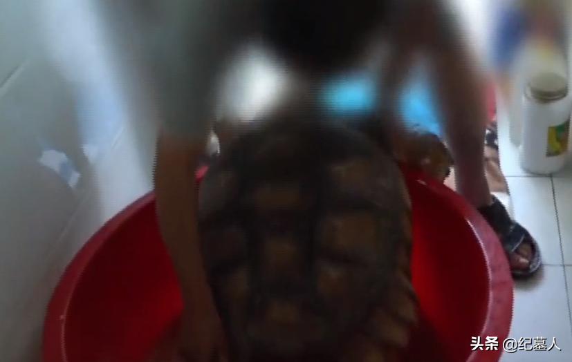 北京一男子捡到一个乌龟养了七年,12年男子捡到乌龟养了7年发现异常