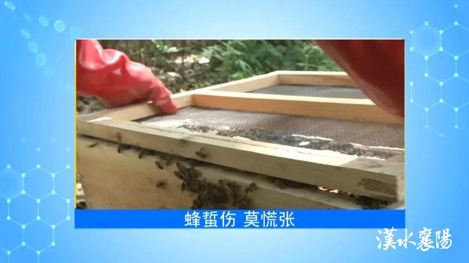 第1健康丨被“勤劳园丁”蜇伤，牢记4个急救原则