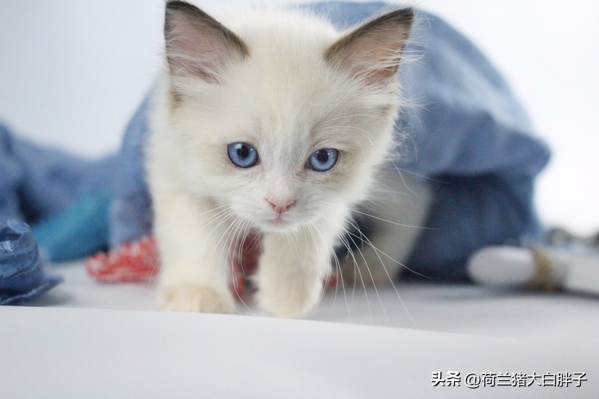 航空托运猫咪,大连猫咪航空托运