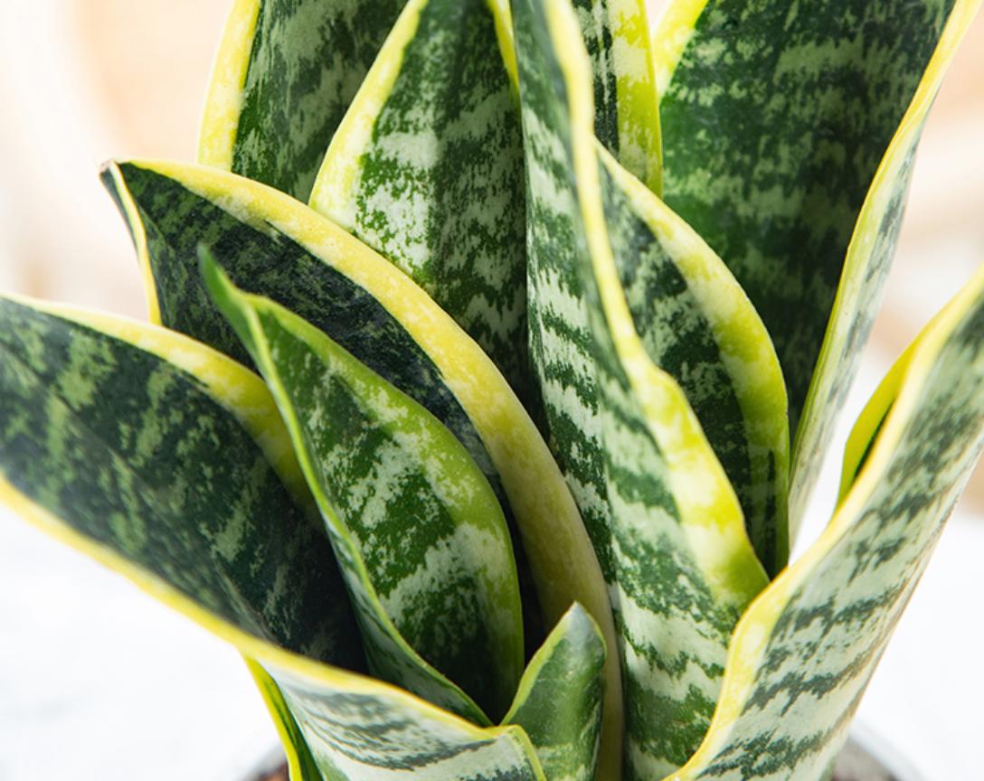 新房适合养什么绿植吸甲醛好养活,家里最适合养的吸甲醛绿植