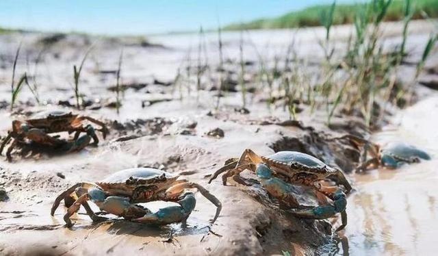 锯缘青蟹多少钱一只,锯缘青蟹家常做法