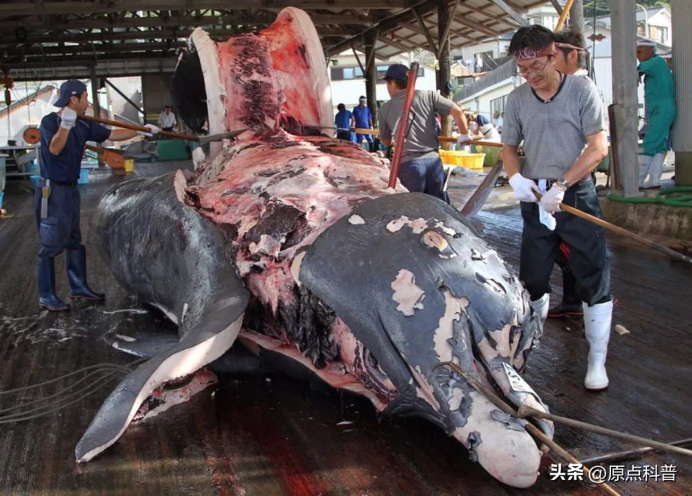 日本100种奇葩美食,日本八大奇葩美食