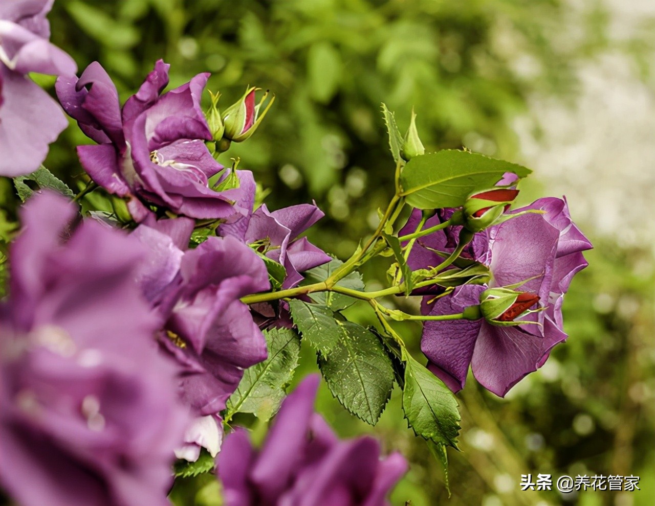 哪种紫色的月季最好看,蓝紫色的月季有哪些