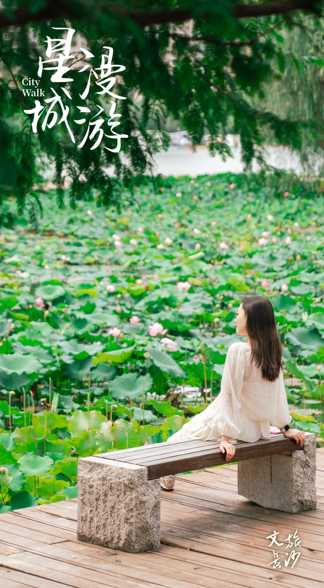 长沙赏秋去哪里,长沙第一波赏荷地图