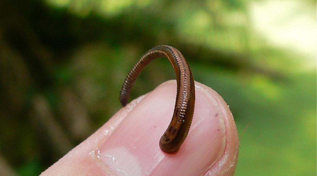 小宝宝出门怎么防护毒虫,带孩子出去玩当心这种虫子