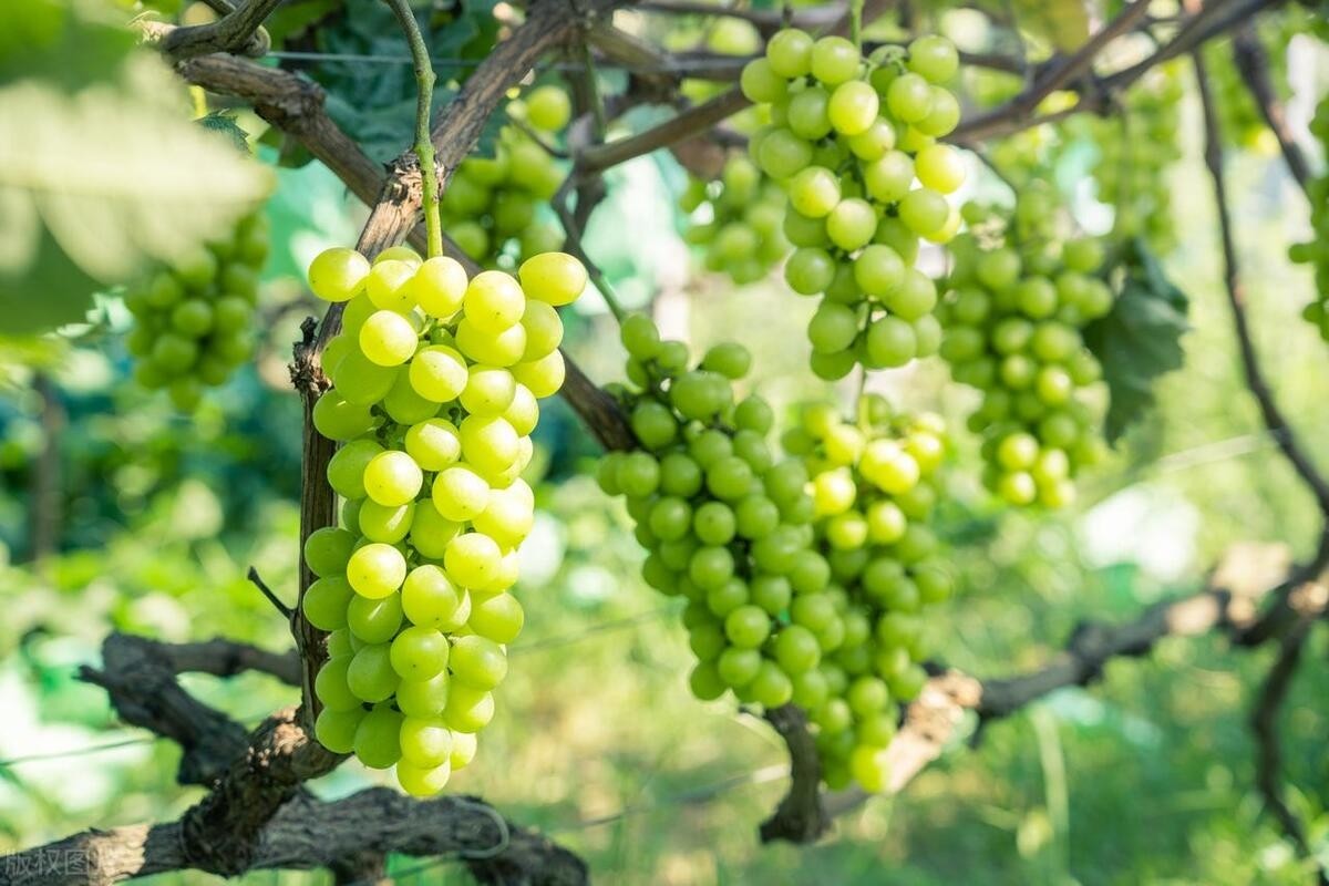 种植阳光玫瑰一年利润多少,阳光玫瑰40亩卖700多万