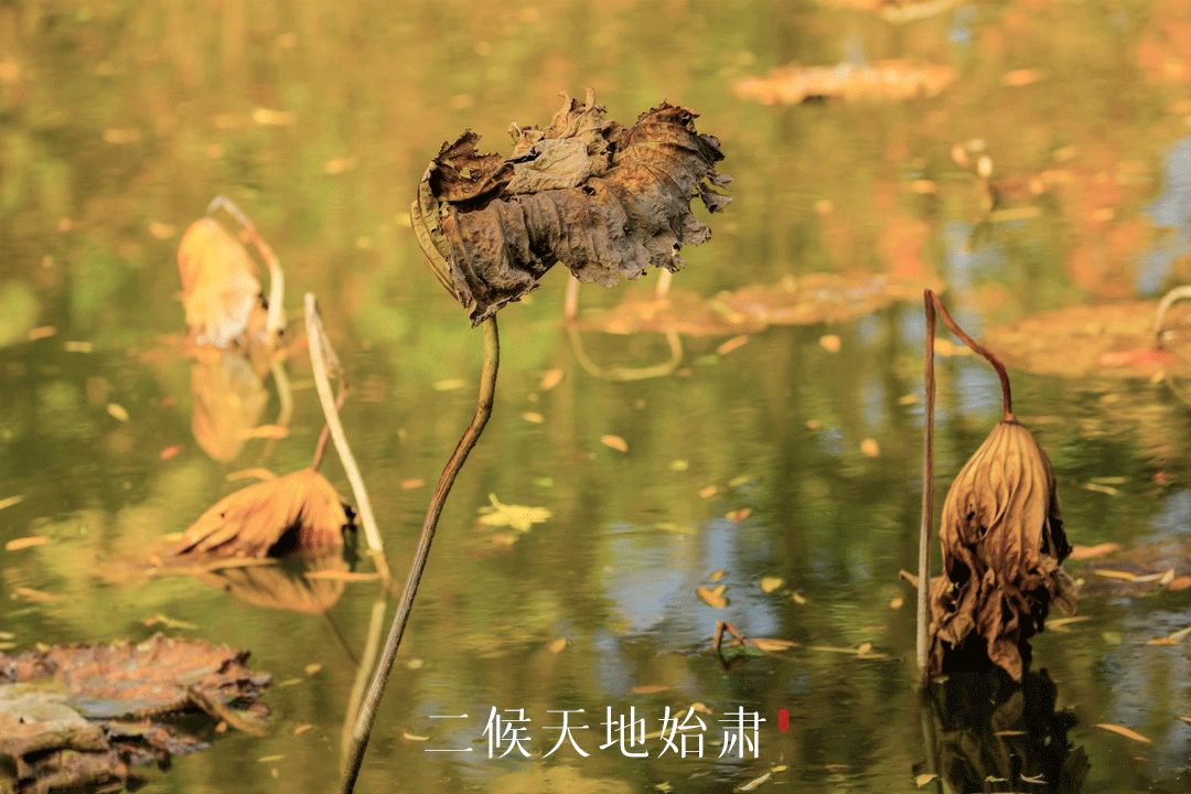 处暑的读音,处暑节气