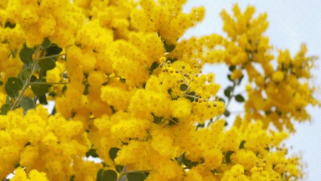 鼓浪屿可以当天预订船票攻略 (鼓浪屿还有免费的船票吗)