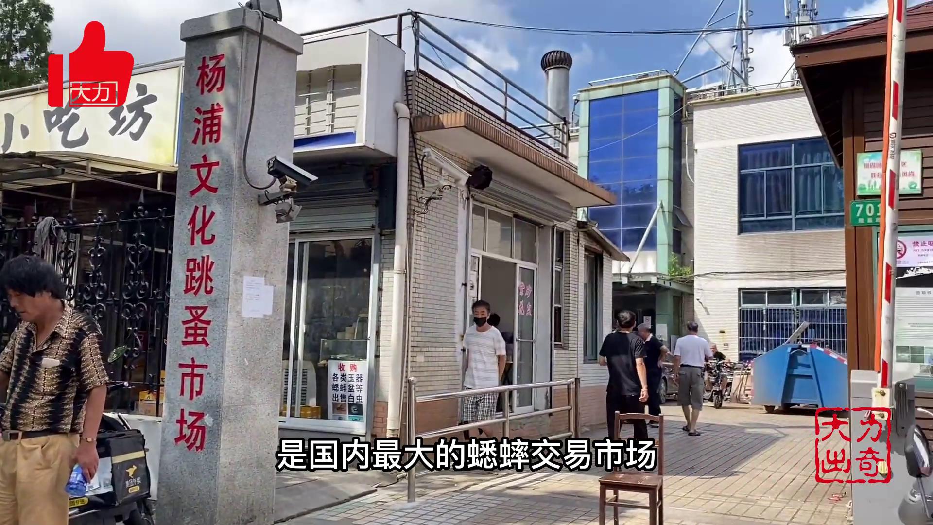 农村成本低回本快的养殖,5万元冷门养殖致富