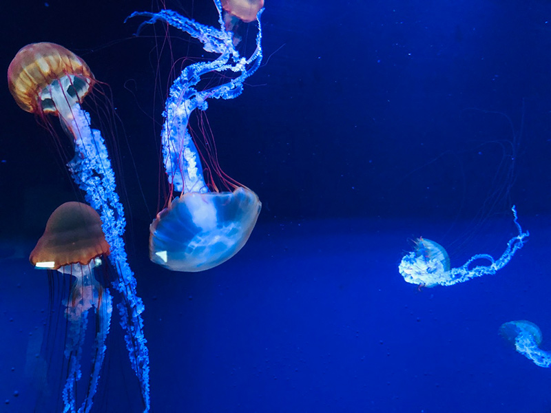 黄金周去日本,黄金周去香港